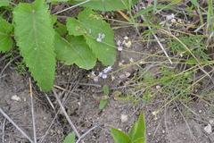 Astragalus austriacus