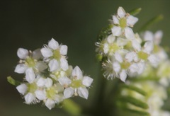 Spermolepis echinata