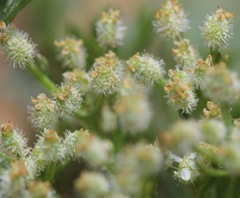 Spermolepis echinata
