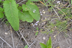 Astragalus austriacus