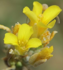 Physaria gordonii