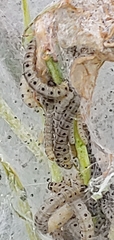 Yponomeuta evonymella