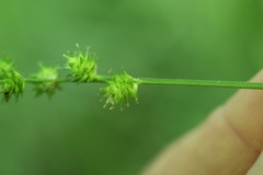 Carex cephaloidea