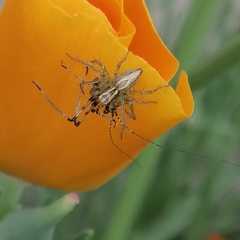 Oxyopes lineatus