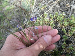 Polygala tenuifolia