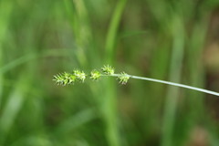 Carex cephaloidea