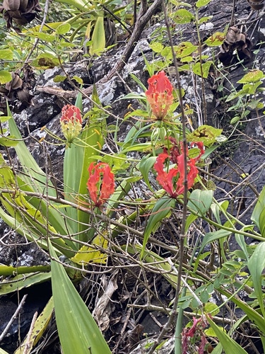 Gloriosa image