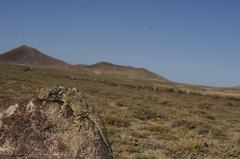 Tarentola angustimentalis
