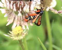 Pyropteron chrysidiforme