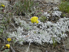Lomatium cous