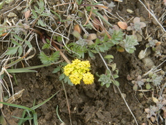 Lomatium cous