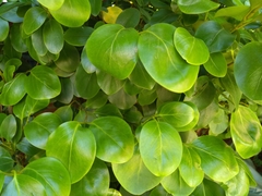 Griselinia