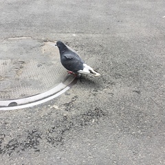 Columba livia