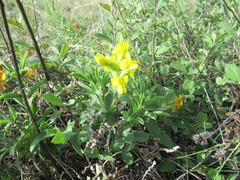 Thermopsis lanceolata