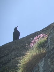 Pyrrhocorax pyrrhocorax pyrrhocorax