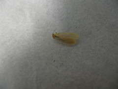 Manulea fuscodorsalis