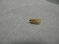 Manulea fuscodorsalis