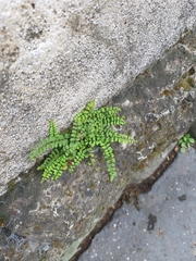 Asplenium trichomanes