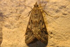 Loxostege allectalis