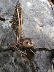 Causa holosericea