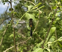 Leucorrhinia caudalis