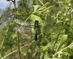 Leucorrhinia caudalis