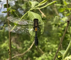 Leucorrhinia caudalis