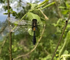 Leucorrhinia caudalis