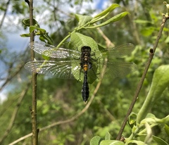 Leucorrhinia caudalis