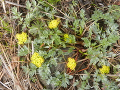 Lomatium cous