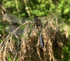 Leucorrhinia caudalis
