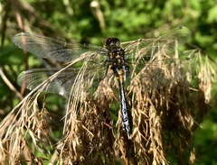 Leucorrhinia caudalis