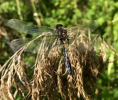 Leucorrhinia caudalis