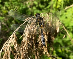 Leucorrhinia caudalis