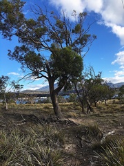 Eucalyptus amygdalina