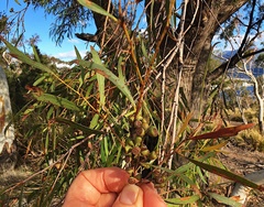 Eucalyptus amygdalina