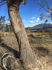 Eucalyptus amygdalina