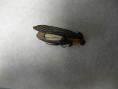 Macrobrochis fukiensis