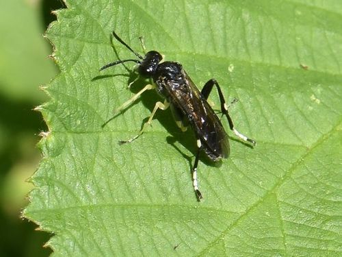 Yellow-spotted Macrophya, Groesbeek, Nederland, photo 9 of 10