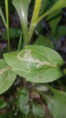 Phytomyza albiceps group