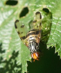 Otites porcus