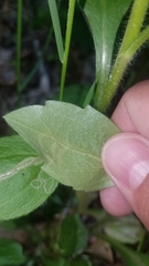 Phytomyza albiceps group