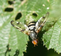 Otites porcus