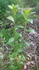 Phytomyza albiceps group