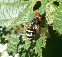 Otites porcus