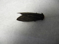 Macrobrochis fukiensis