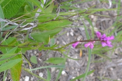 Polygala hybrida