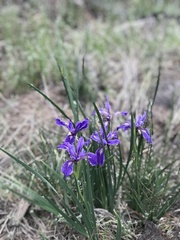 Iris hartwegii australis