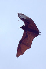 Pteropus vampyrus