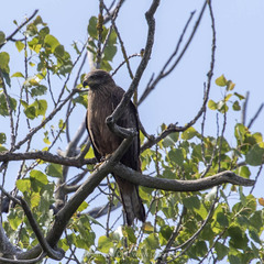 Milvus migrans migrans